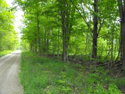 a gravel road with close vegetation
