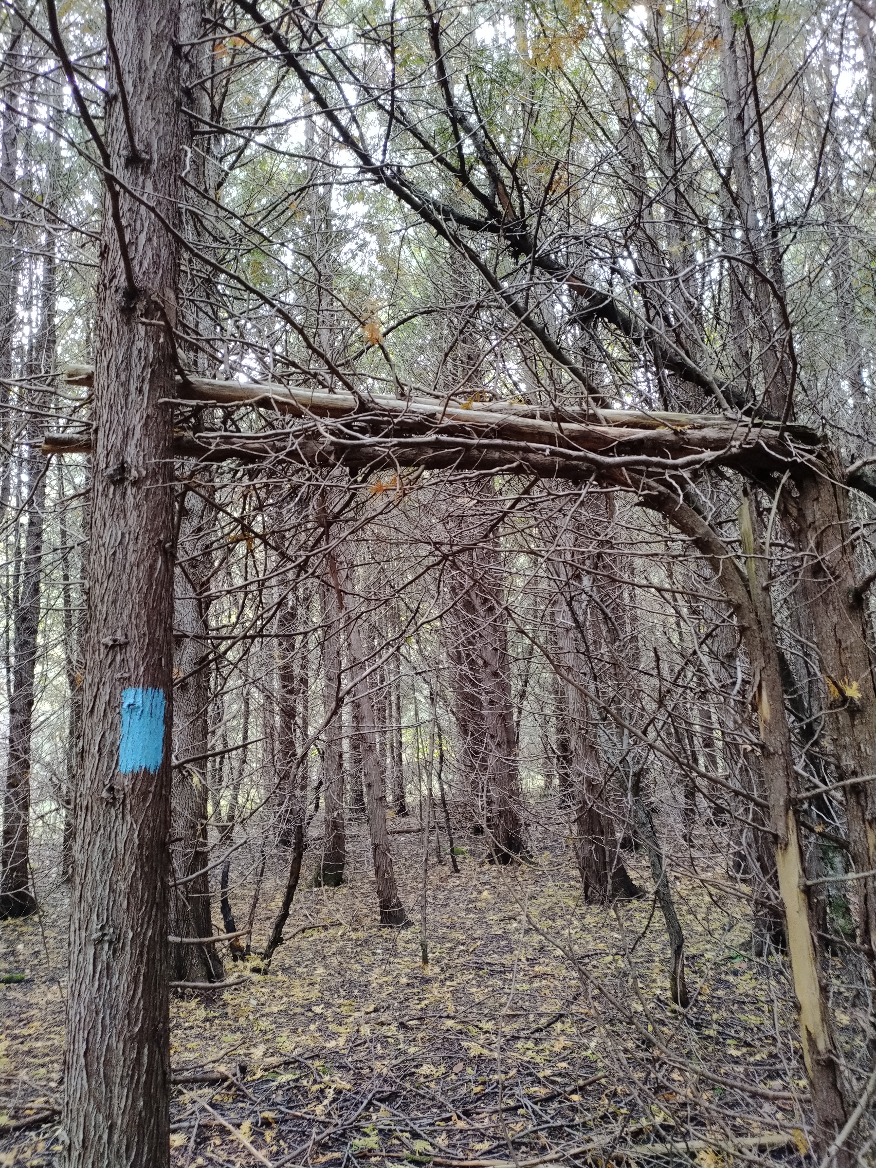 A forest trail with a blue marker