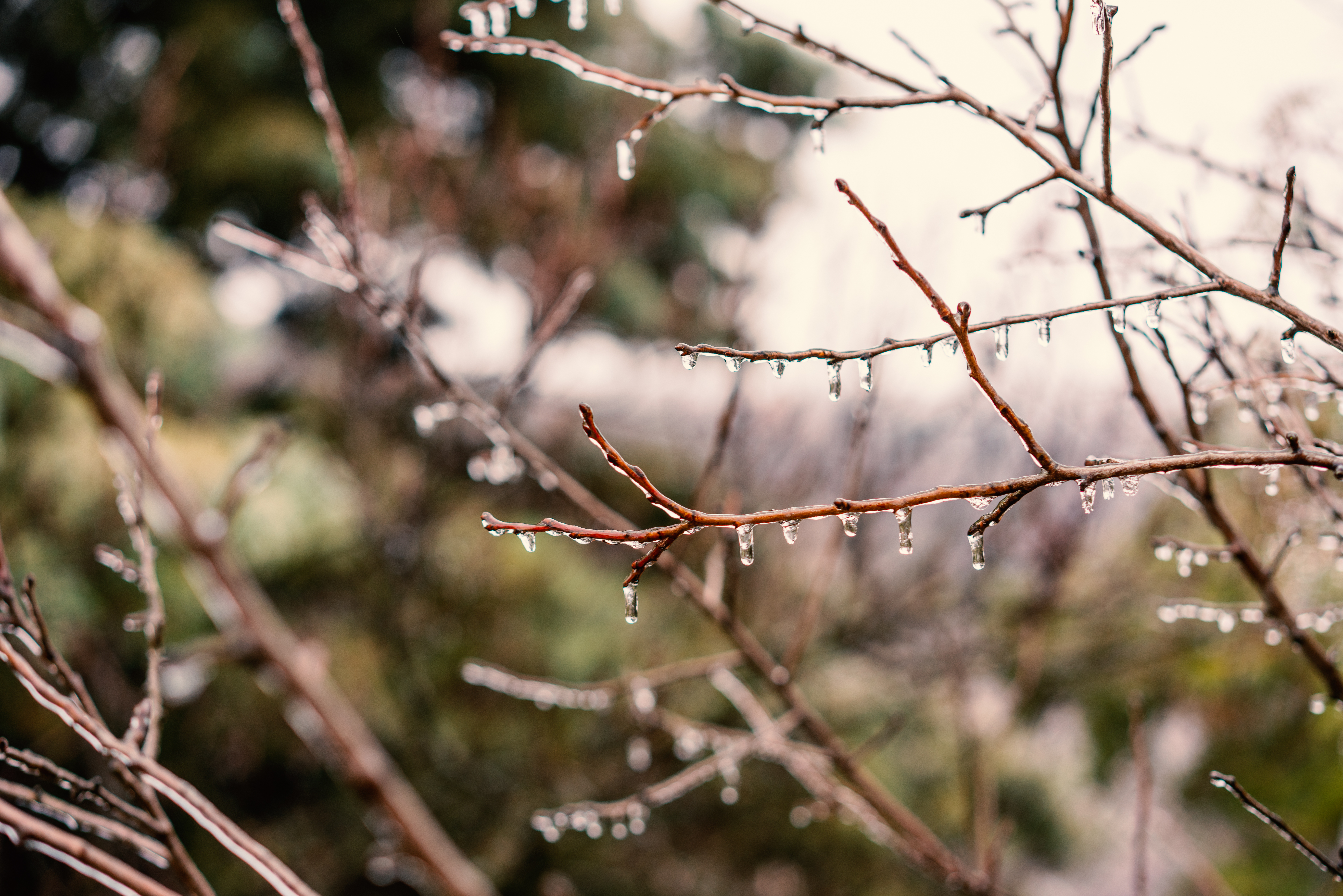 frozen rain on tree branches