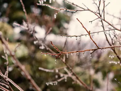 frozen rain on tree branches