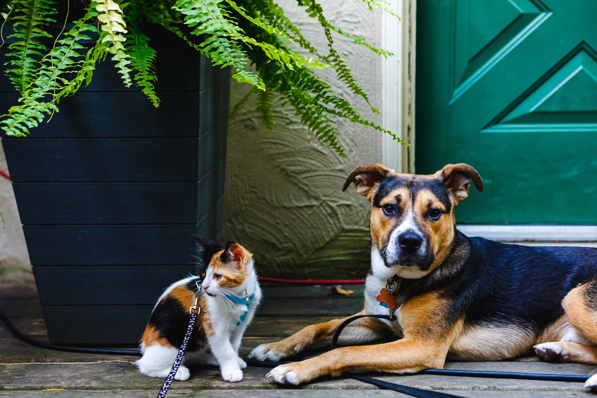 A dog and a cats itting outside with leashes and collars