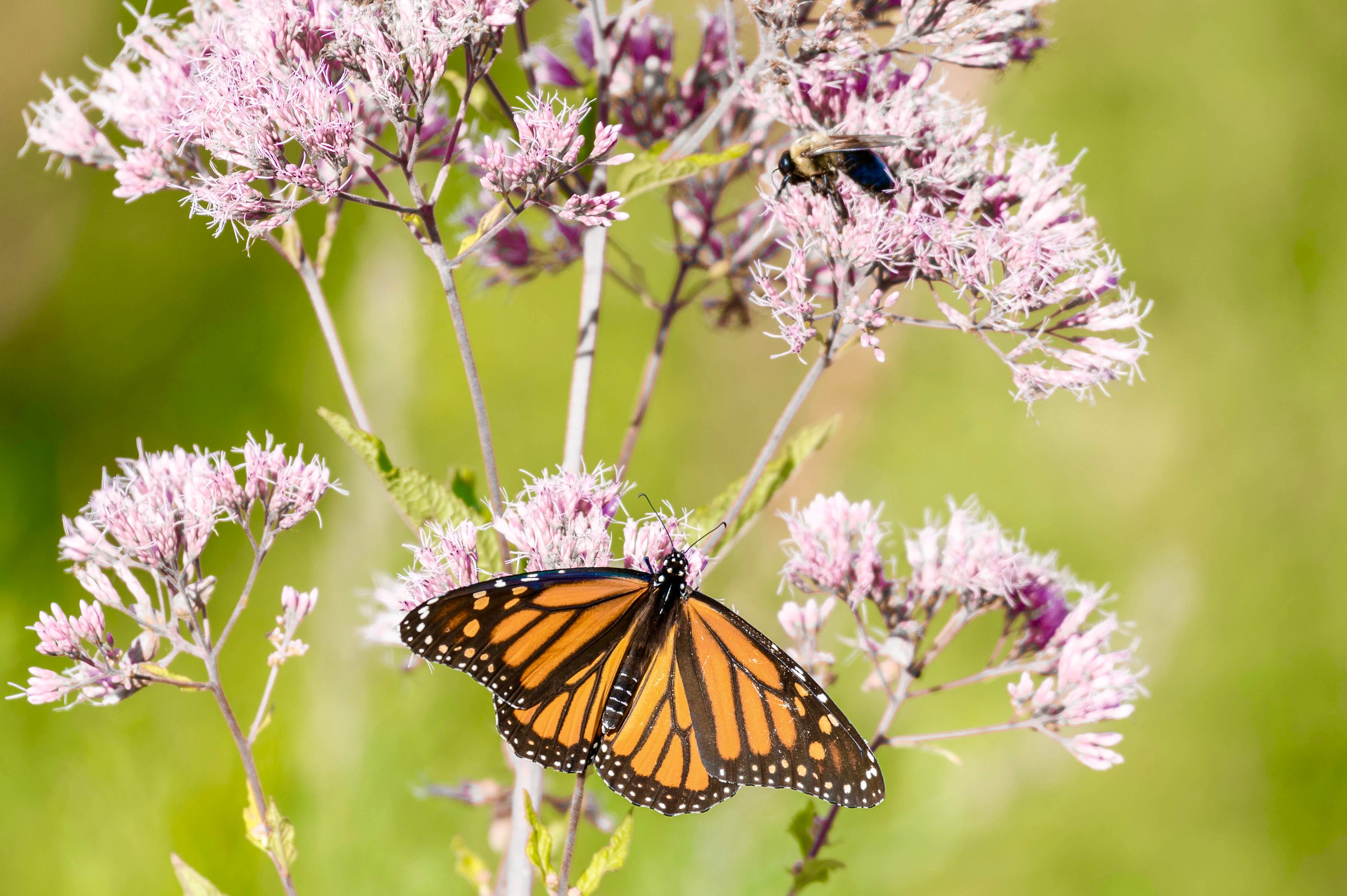 A monarch butterfly
