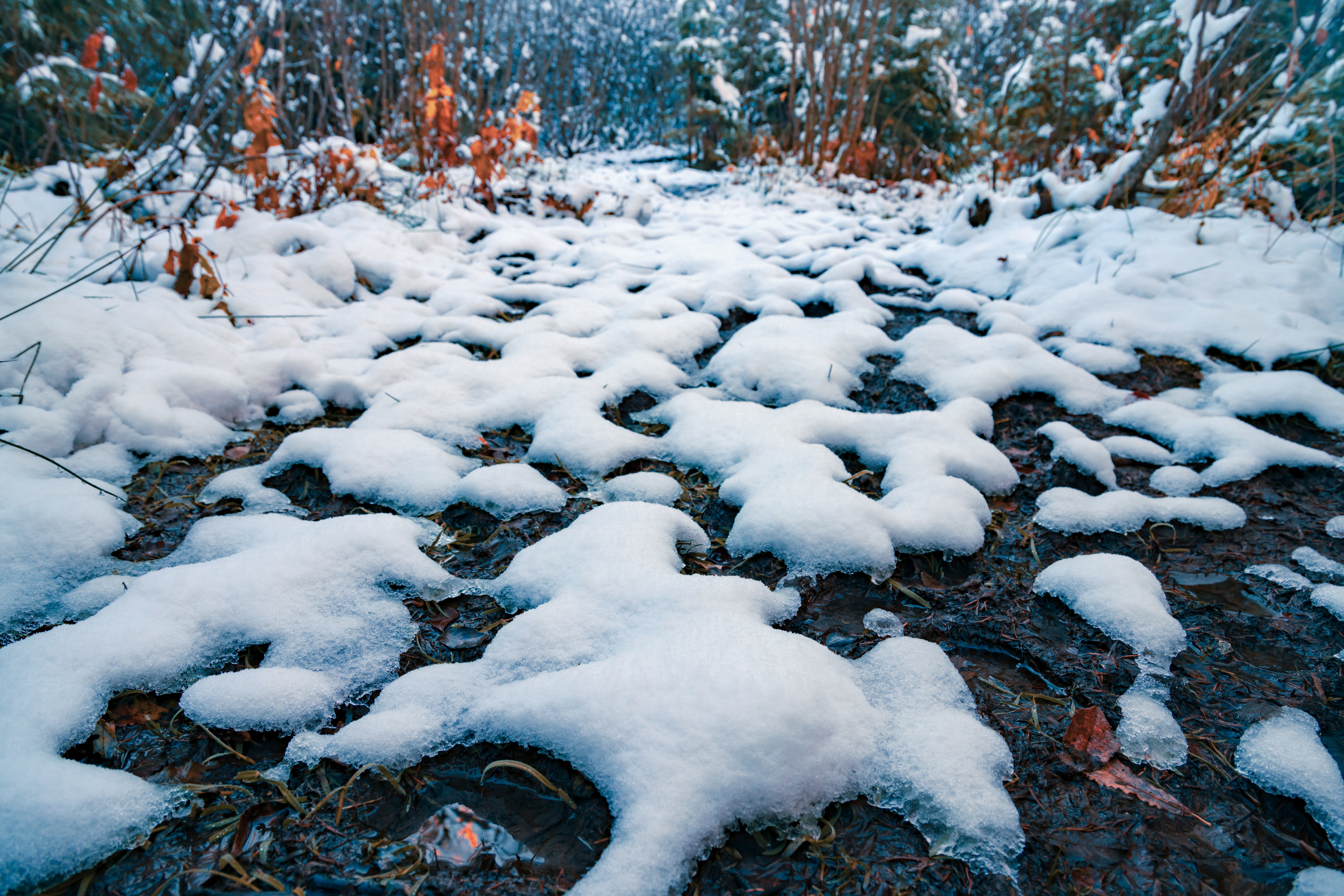 Melting snow on a forest floor