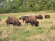 Bison