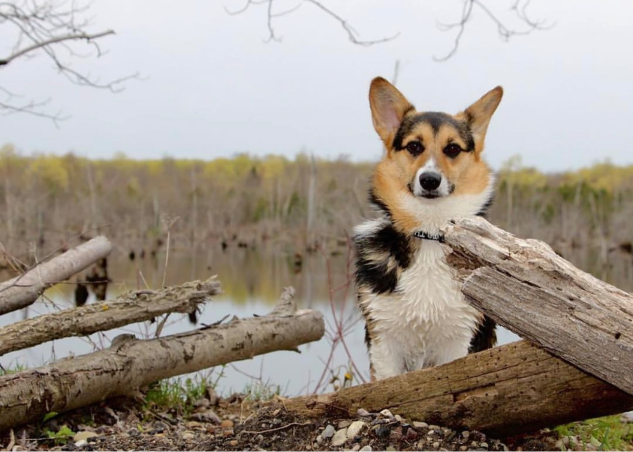 A majestic Corgi.