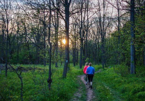 People hiking on a forest trail