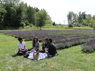 A family picnic at a lavender farm.