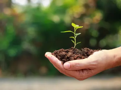 a person holding a sprouting plant